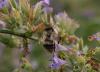 Bombus sylvarum